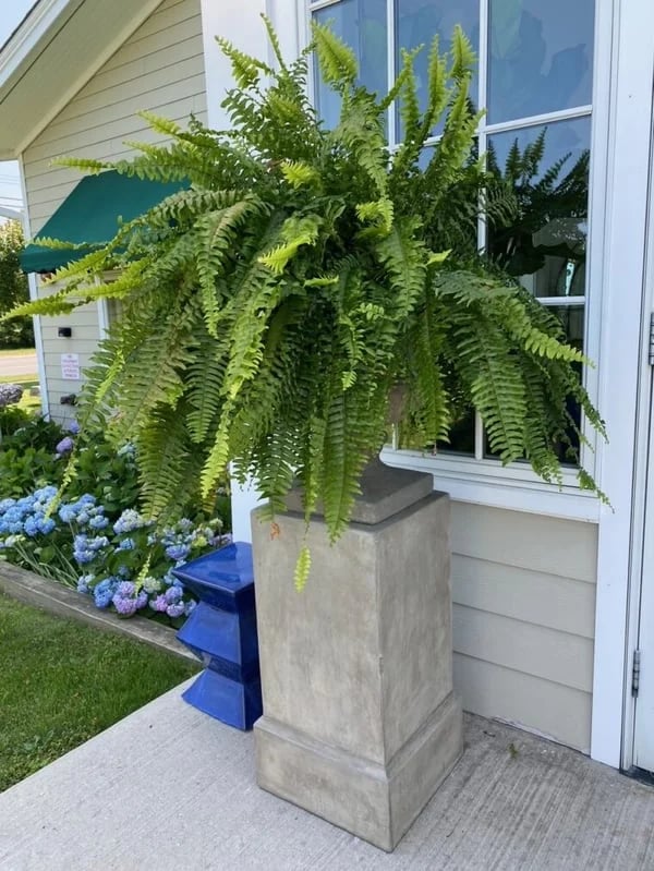 Last Day 49% OFF--UV Resistant Lifelike Artificial Boston Fern